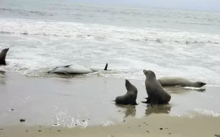 Hundreds of sea lions and dolphins are turning up dead on California coast