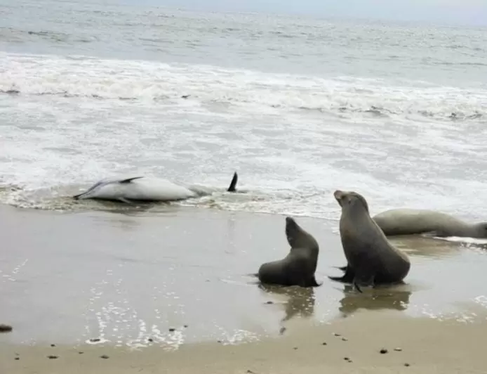 Hundreds of sea lions and dolphins are turning up dead on California coast