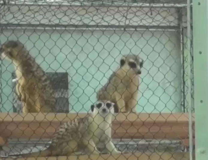 All 5 meerkats died at Philadelphia Zoo from unknown toxin, officials say
