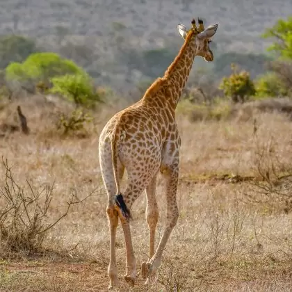 Giraffe